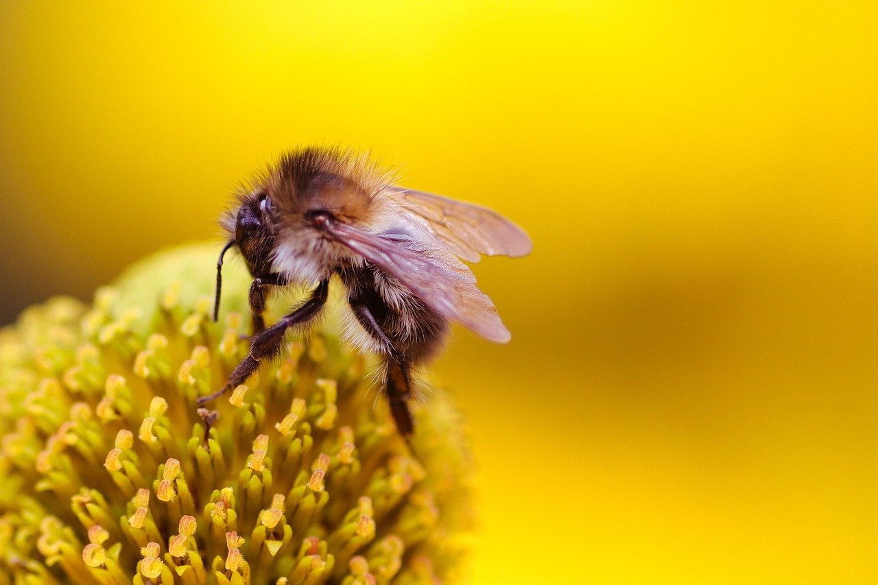 Macro Photography

